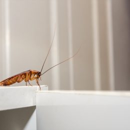 Roach on Counter Top