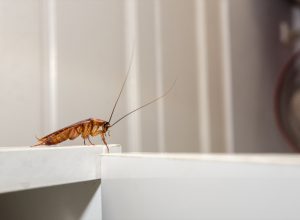 Roach on Counter Top
