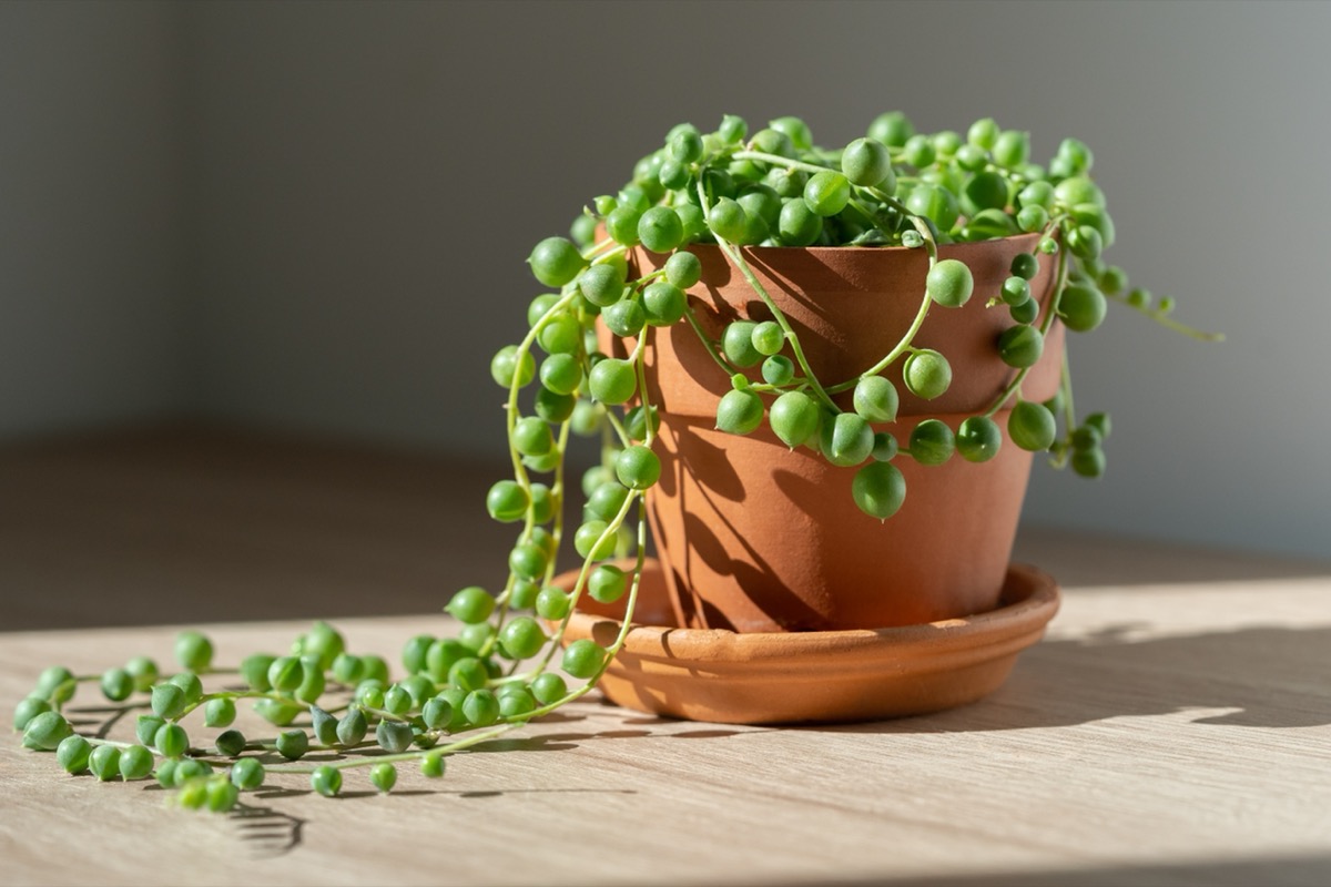 Closeup of Senecio rowleyanus houseplant in terracotta flower pot at home, sunlight. String of pearls. Variety of succulents in Africa. Love plants.