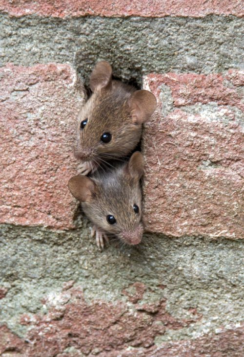 Two Mice in Brick Wall