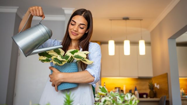 Smiling young Caucasian woman hold pot watering green plants in office or home, happy millennial female gardener or florist take care of domestic flowers, enrich cultivate ground, gardening concept