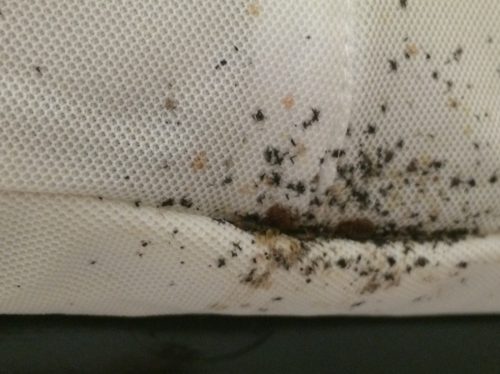 Bed bug infestations