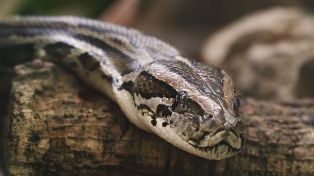 Snake, Wild, Python, Reptile