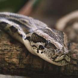 Snake, Wild, Python, Reptile