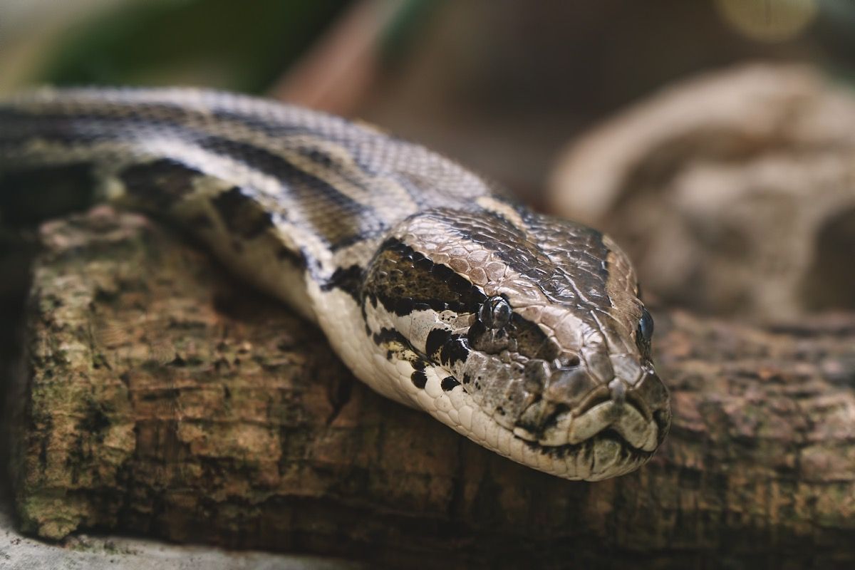 Scary 200-Pound Invasive Python Found in Florida — Best Life