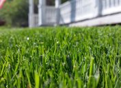 Close up of a front lawn with thick, green grass with a white house in the background