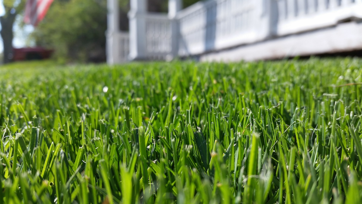 Close up of a front lawn with thick, green grass with a white house in the background