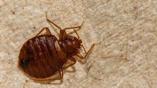 A close up of a bedbug
