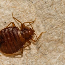 A close up of a bedbug