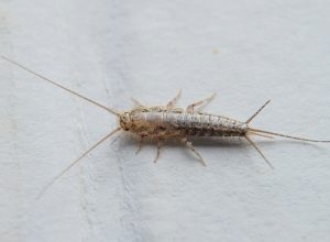 A close up of a silverfish eating paper