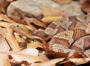 Northern Copperhead, Agkistrodon contortrix is a venomous pit viper found in Eastern North America
