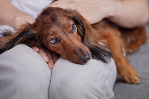 dachshund resting on owner's knees