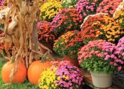 Gorgeous image of potted hardy mums, corn stalks and pumpkins at local market