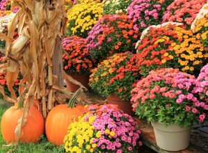 Gorgeous image of potted hardy mums, corn stalks and pumpkins at local market