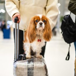 Photo of cute dog sitting on suitcase at airport