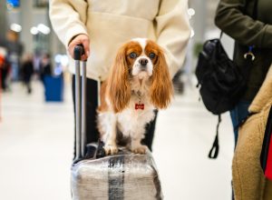 Photo of cute dog sitting on suitcase at airport