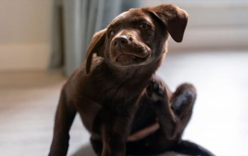 small chocolate labrador retriever puppy combats itching by scratching with its hind leg