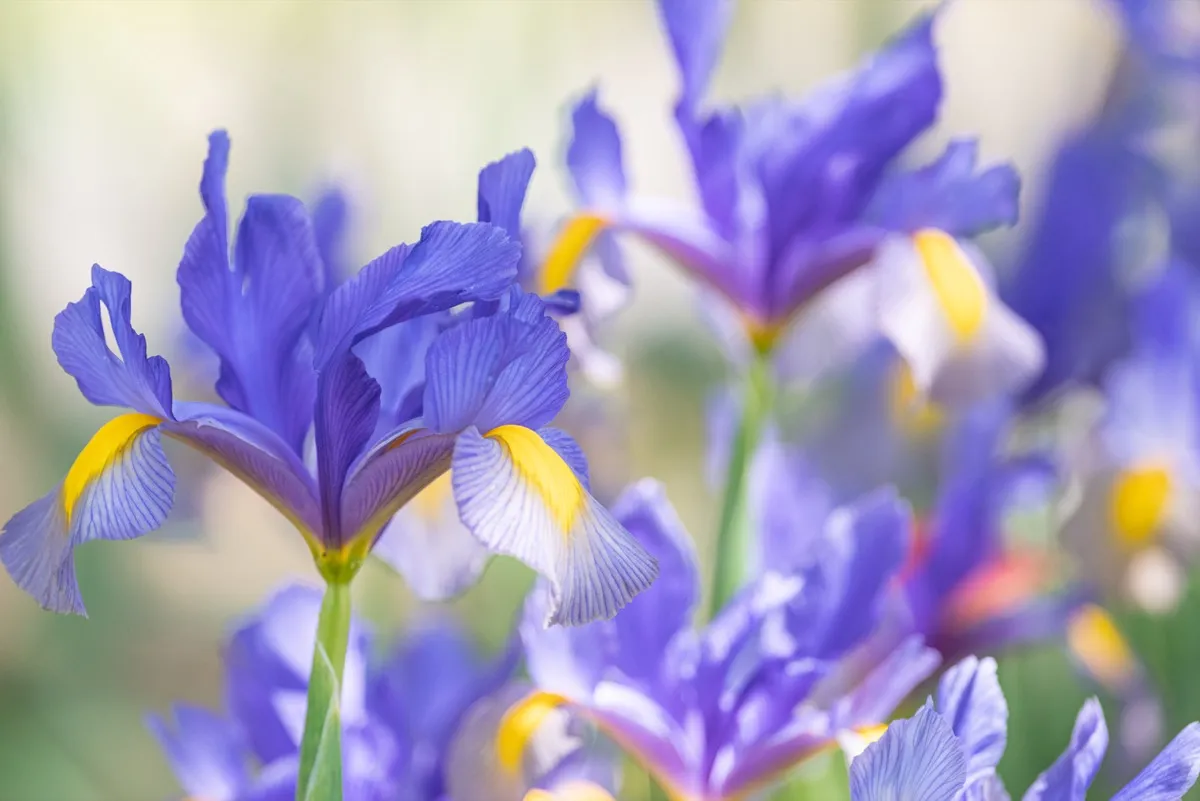 blue dutch iris flower