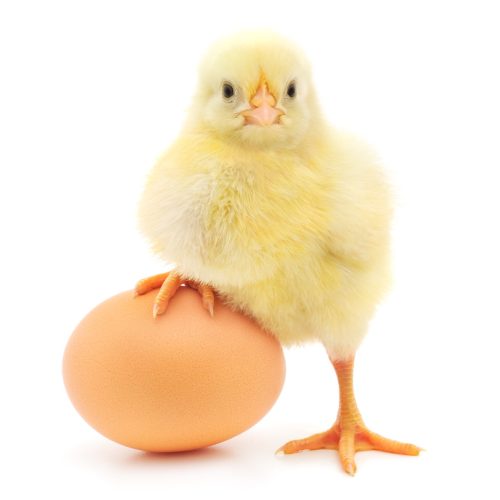 chicken and egg isolated on a white background representing funny egg puns