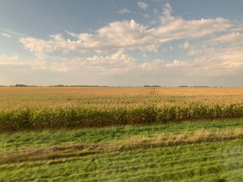 fields of corn in illinois