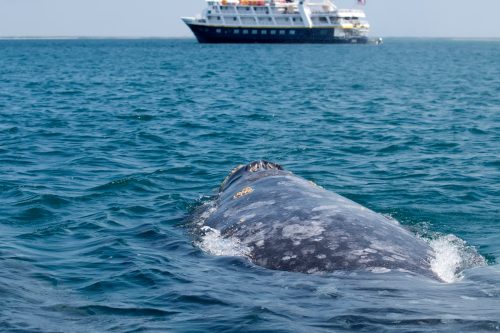Gray whale in the ocean with a large ship in the background