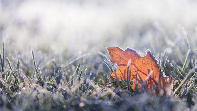 A fallen leaf in the grass all covered in frost