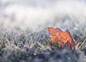 A fallen leaf in the grass all covered in frost