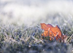 A fallen leaf in the grass all covered in frost