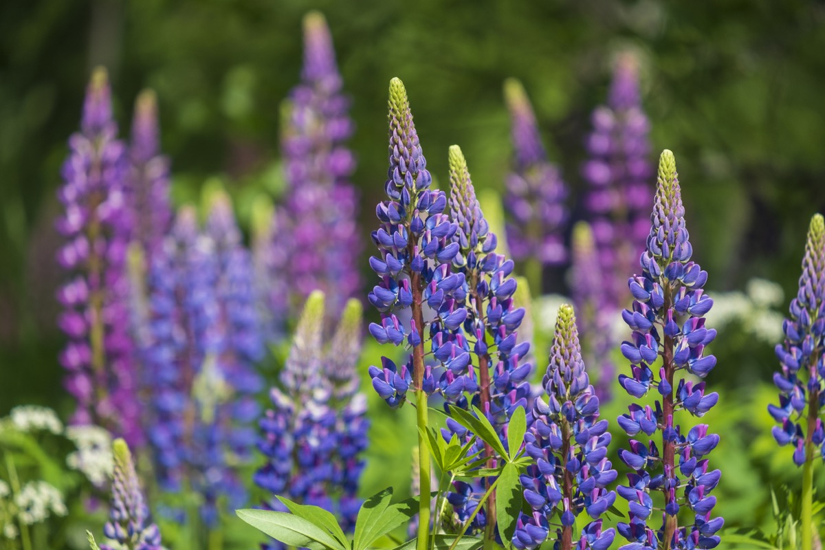 10 Flowers to Plant Now for Beautiful Blooms in the Spring — Best Life