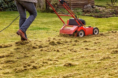 Man Dethatching the Lawn with an Electric Dethatcher