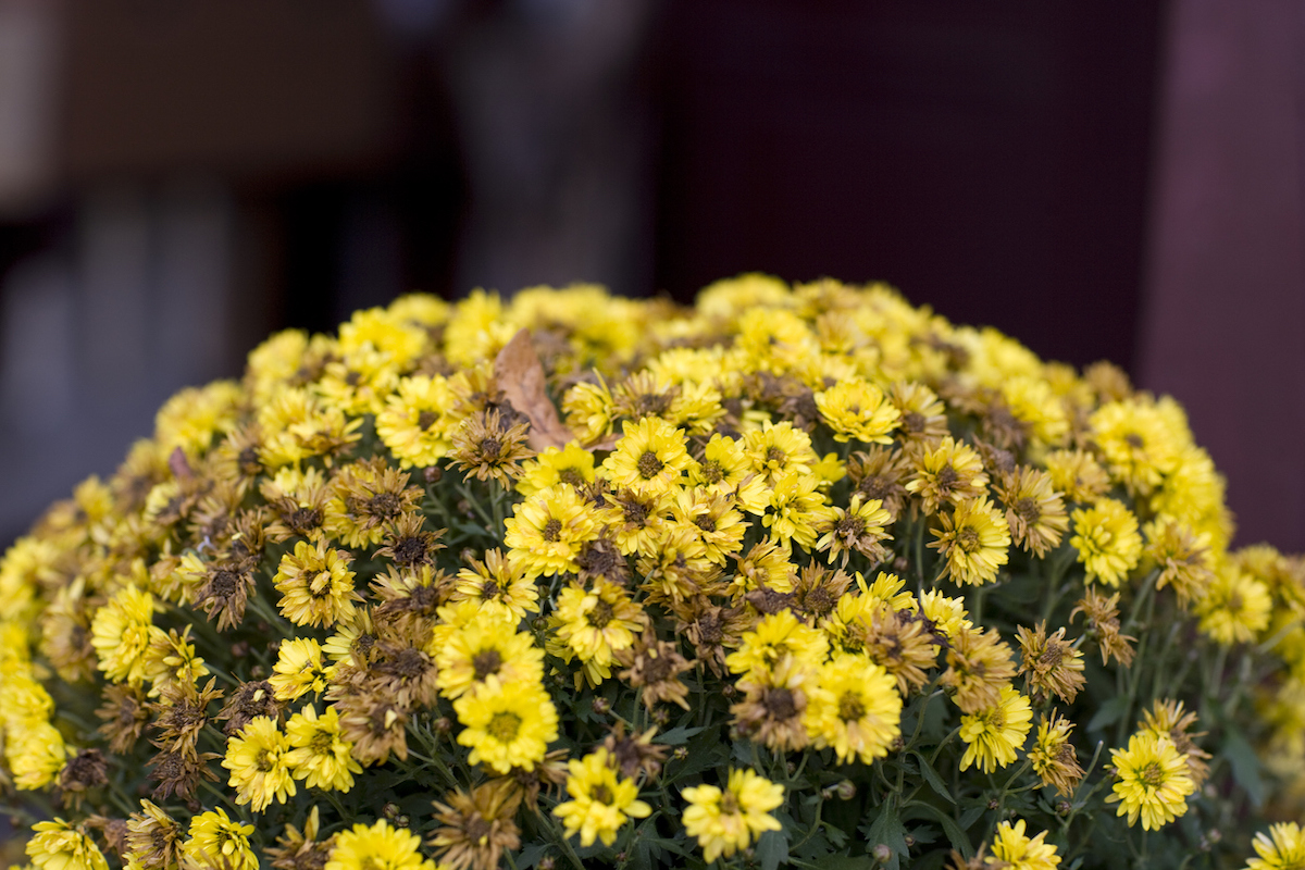How to Get Your Mums to Last All Fall 5 Tips From Gardeners — Best Life