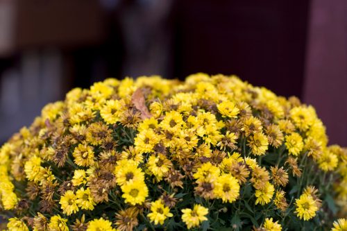 A yellow mum plant with dead flowers