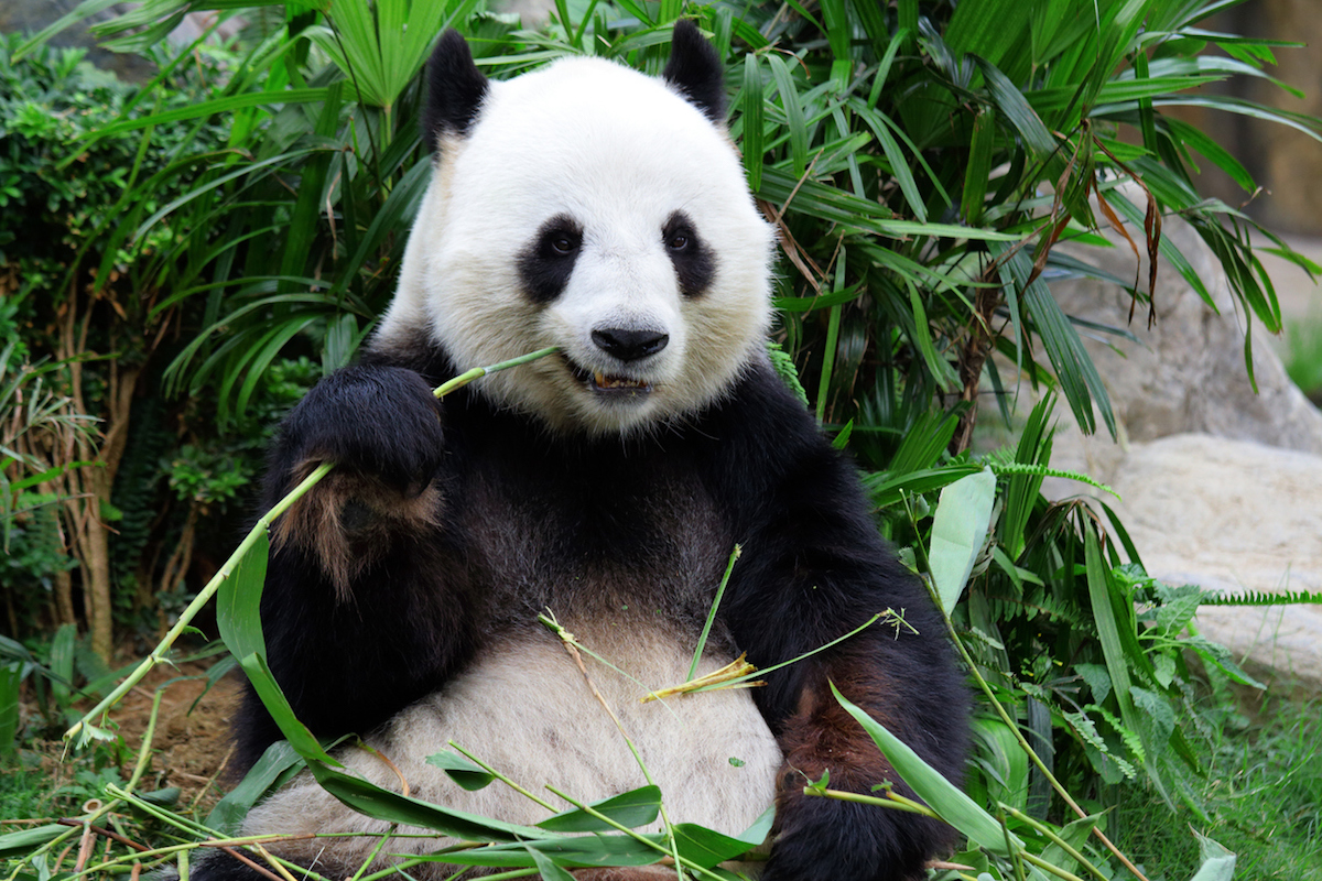 National Zoo's panda program ending after more than 50 years as China looks  elsewhere