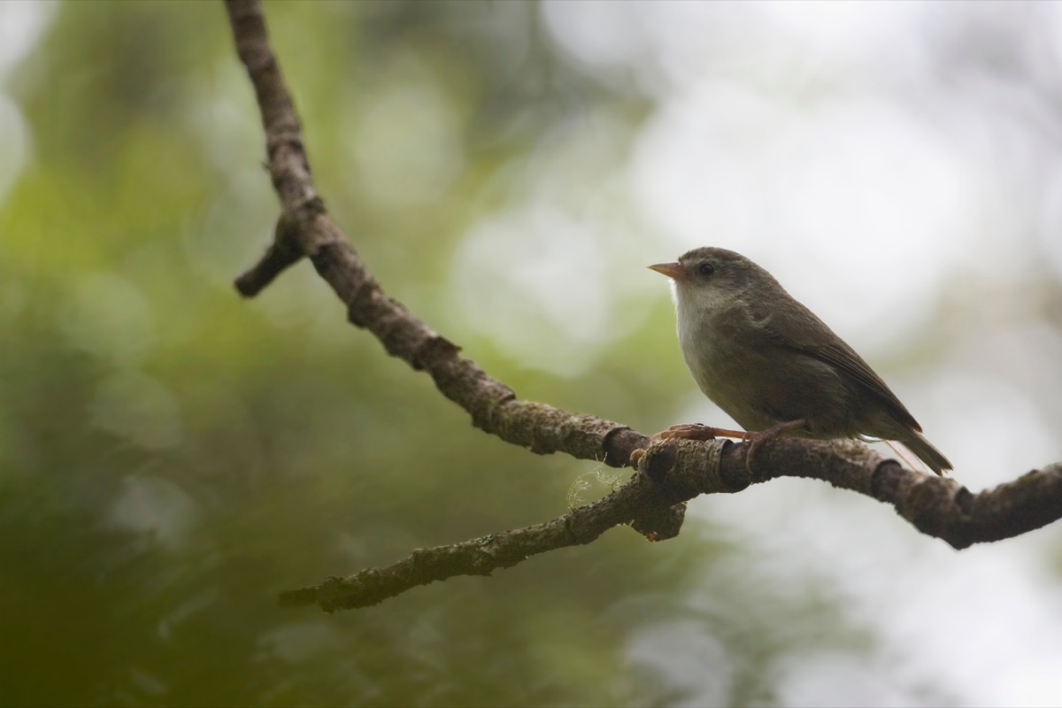 endemic akikiki bird