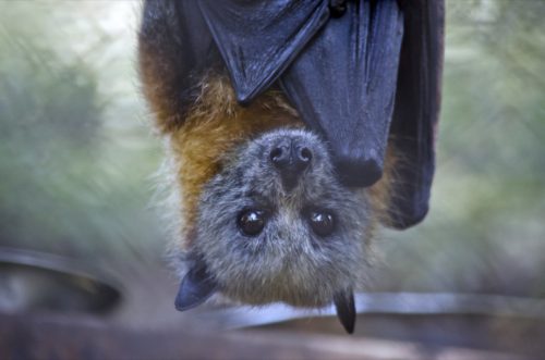 close up of a fruit bat