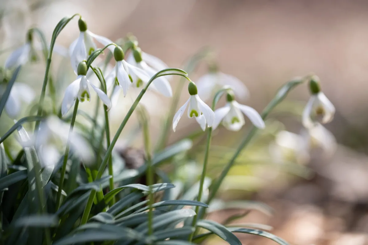white Snowdrop flowers