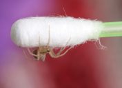 tiny spider on a q-tip