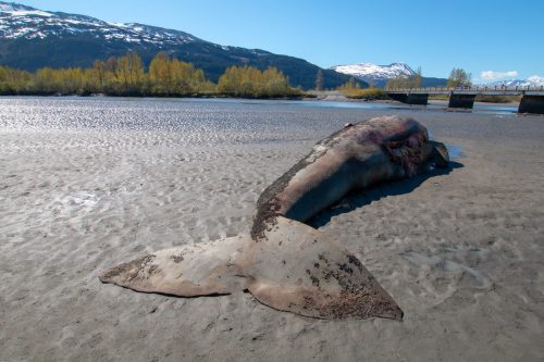 Dead gray whale stranded at low tide in Turnagain Arm near Anchorage Alaska