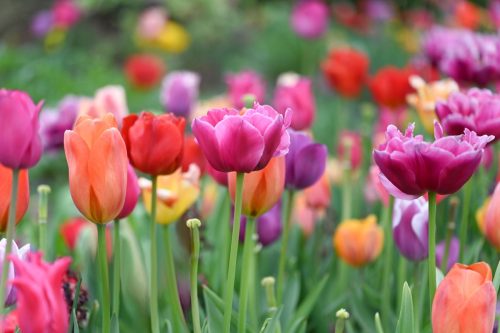 Spring tulips in garden