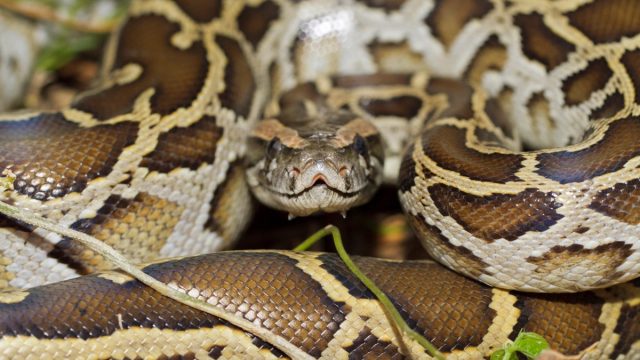 Close up of burmese python (python molurus bivittatus)