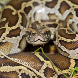 Close up of burmese python (python molurus bivittatus)