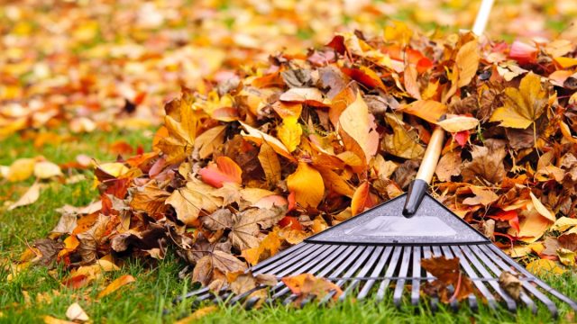 Pile of fall leaves with fan rake on lawn