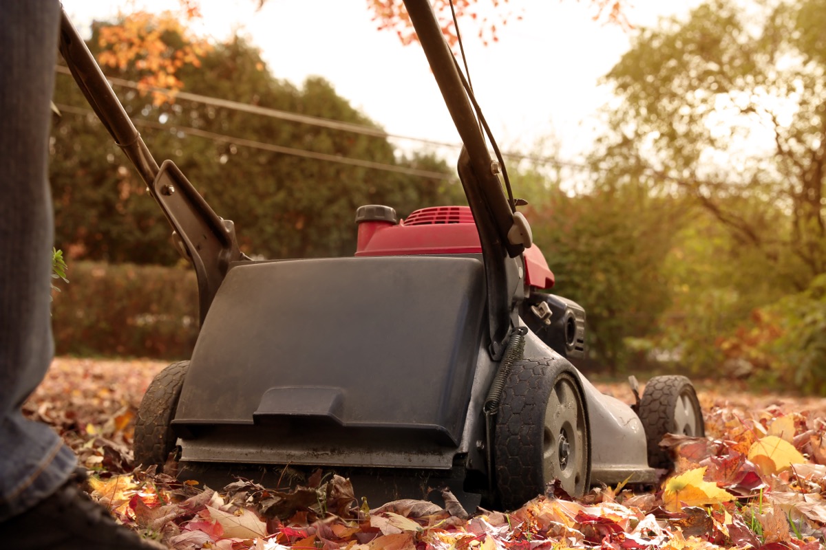 Man collecting old autumn leaves by Lawn Mover