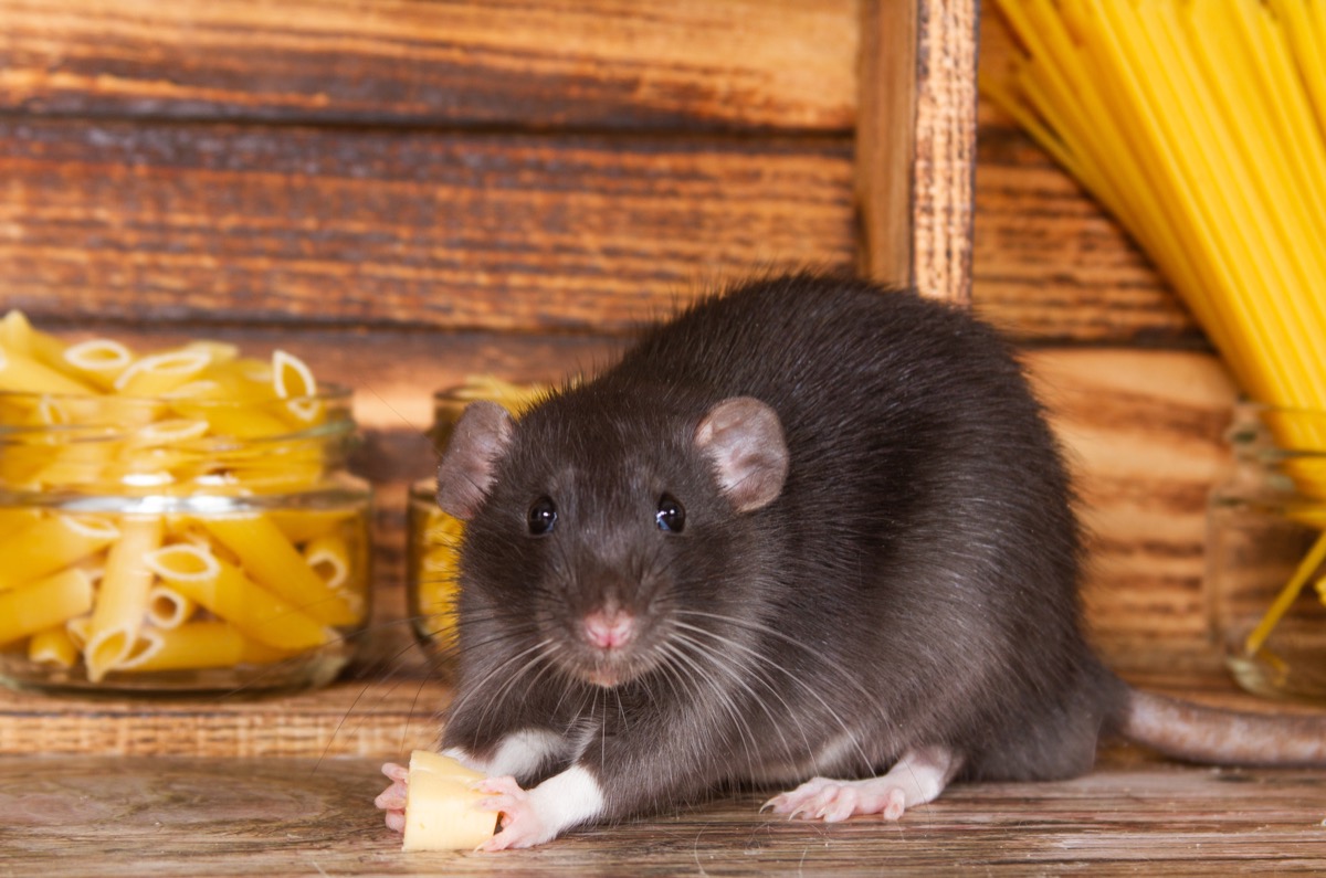 The Best Glue Traps for Mice - Midway Pest Management