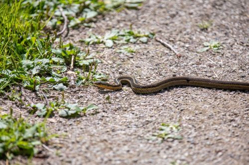 Snake Slithering on Path