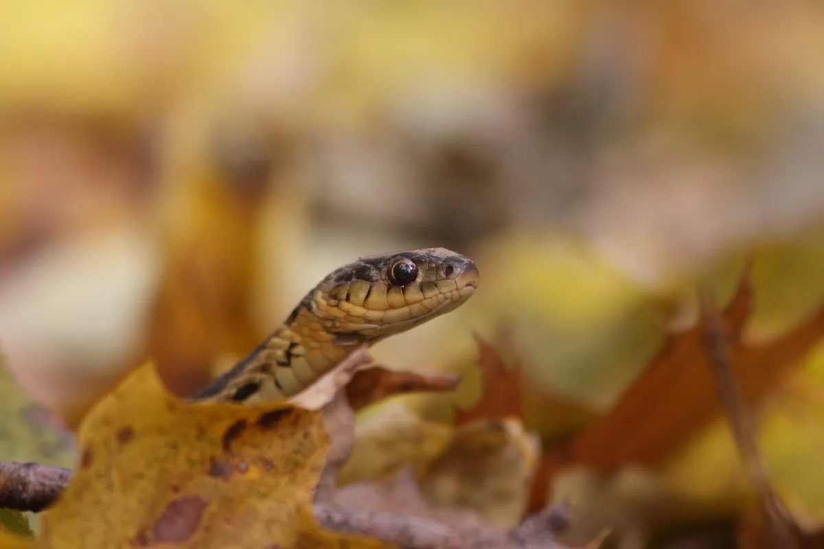 Eastern Garter Snake in autumn