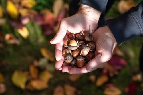 Men's hands full of large acorns. Fallen autumn leaves on the grass can be seen in the background