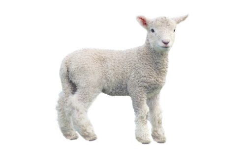 baby lamb against a white background