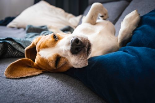 A beagle sleeping on his back on the couch.