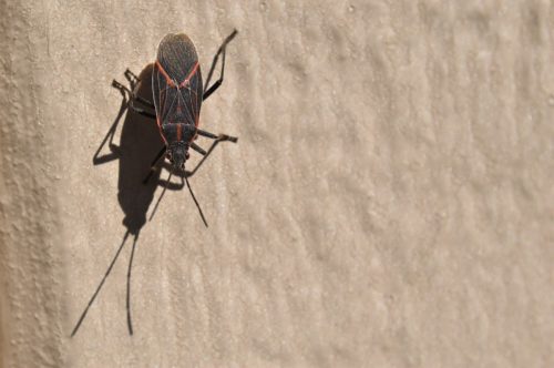 Boxelder Bug standing on a tan wall with shadow.